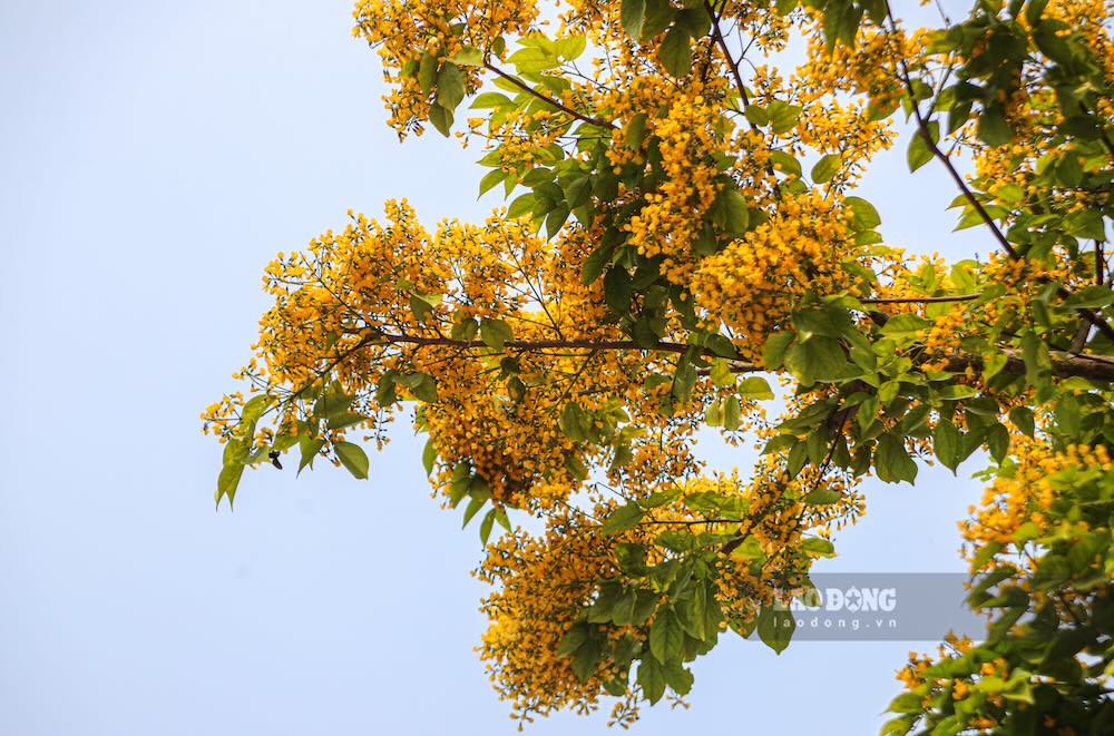 Hoa nhỏ, kết thành từng chùm dày, màu vàng ngả mật, phủ kín tán cây. Khi gió nhẹ thổi qua, những cánh hoa li ti rơi xuống mặt đường, tạo nên lớp thảm vàng mỏng.