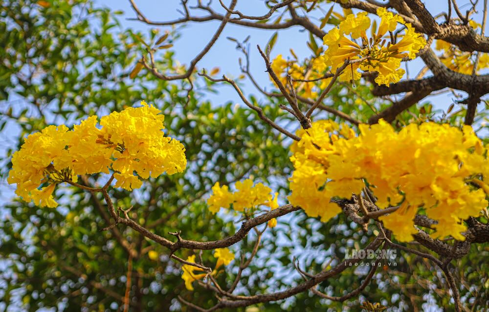 Loài cây có nguồn gốc Nam Mỹ này gần như rụng hết lá trước khi trổ hoa, để lại những chùm hoa vàng tươi, hình ống loe như chiếc chuông phủ kín cành.