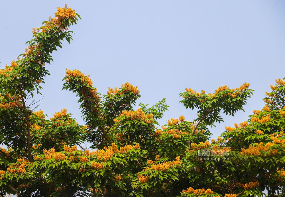 Kết hợp với ánh nắng, hoa giáng hương nổi bật giữa nền trời xanh.