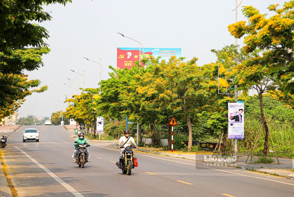 Ở nhiều tuyến đường như Trần Quang Khải, Lý Nam Đế, Võ Khắc Triển, Nguyễn Hữu Thọ… cây hoa giáng hương bước vào giai đoạn nở rộ đẹp nhất trong năm.