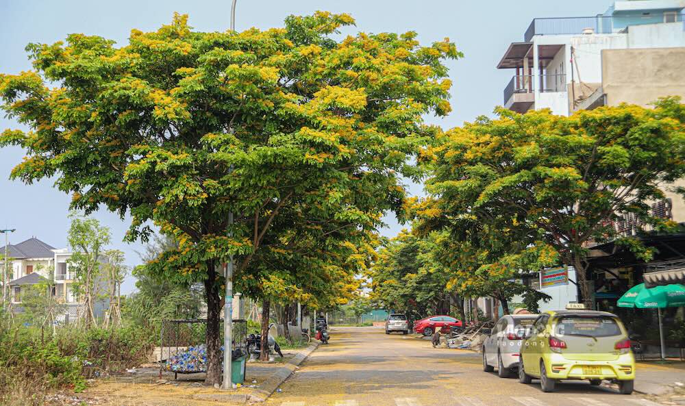 Không ít đoạn phố xuất hiện hình ảnh hoa rơi dày, phủ kín vỉa hè và lòng đường, gợi cảm giác như tuyết rơi.