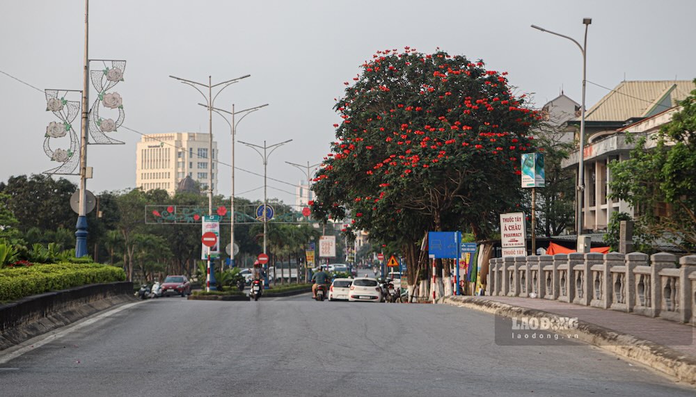 Xen giữa sắc vàng là những tán tulip châu Phi đỏ cam rực, nở thành cụm lớn ở đầu cành.