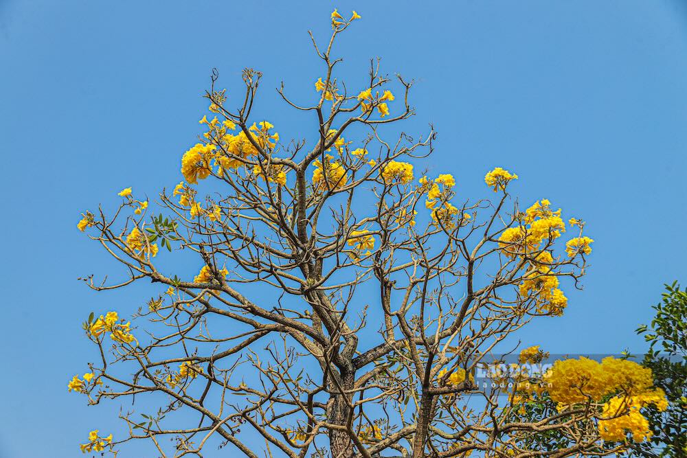Những ngày này, trên các trục đường chính, hình ảnh dễ bắt gặp là những tán phong linh vàng bừng nở trên nền trời trong xanh.