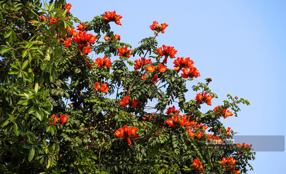 Hoa có dạng dày, hình chuông mở, mọc tập trung, tạo cảm giác như những “đốm lửa” trên nền xanh của lá. Khác với phong linh, loài này vẫn giữ tán lá xanh đậm.