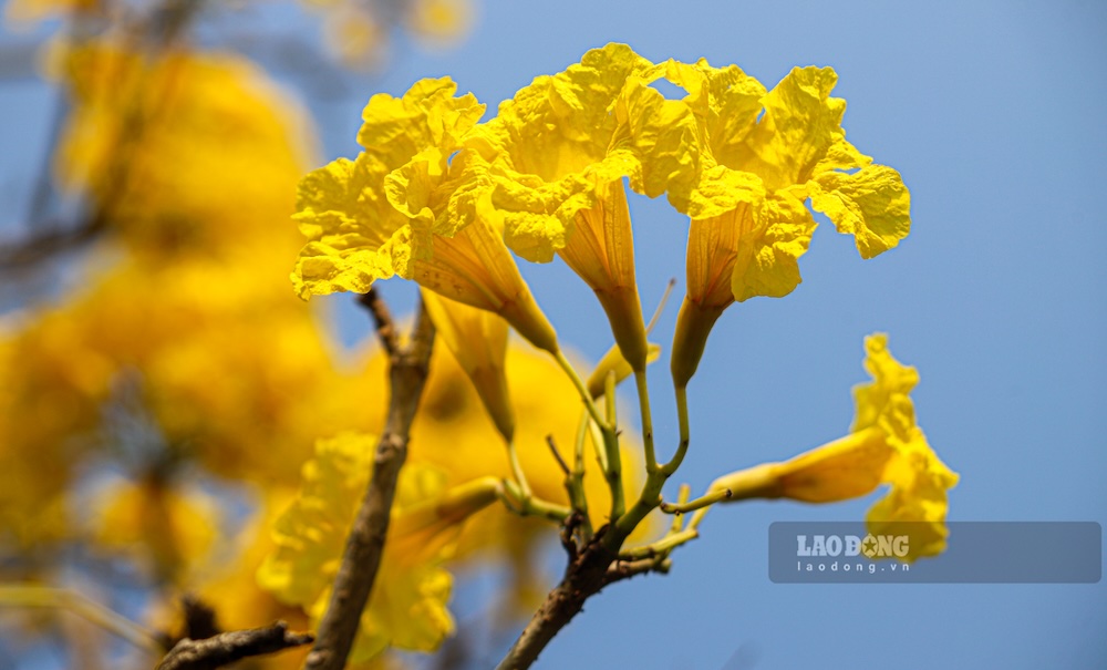 Sắc vàng nổi bật, gọn gàng, không lẫn vào tán lá khiến phong linh trở thành điểm nhấn thị giác dọc bờ sông Nhật Lệ.