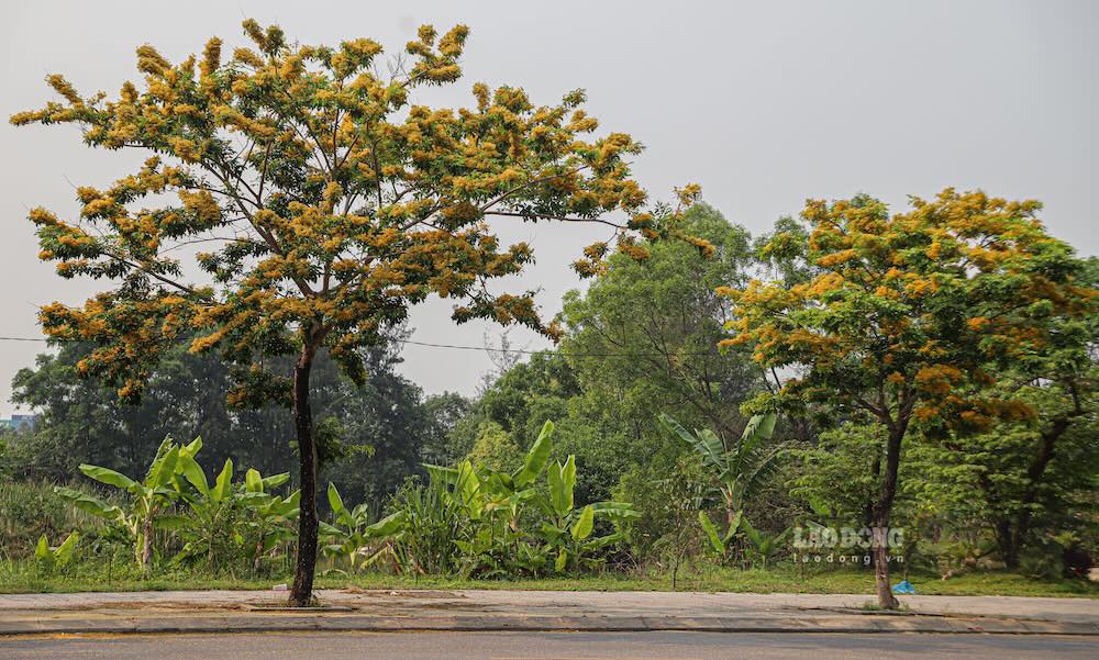 Giáng hương xuất hiện khắp các tuyến đường lớn nhỏ của phường Đồng Hới tạo nên khung cảnh bình dị, năng lượng.