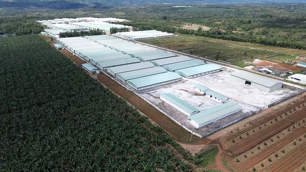 Proyecto de granja de cerdos a gran escala en la comuna de Lơ Pang. Foto: Thanh Tuấn