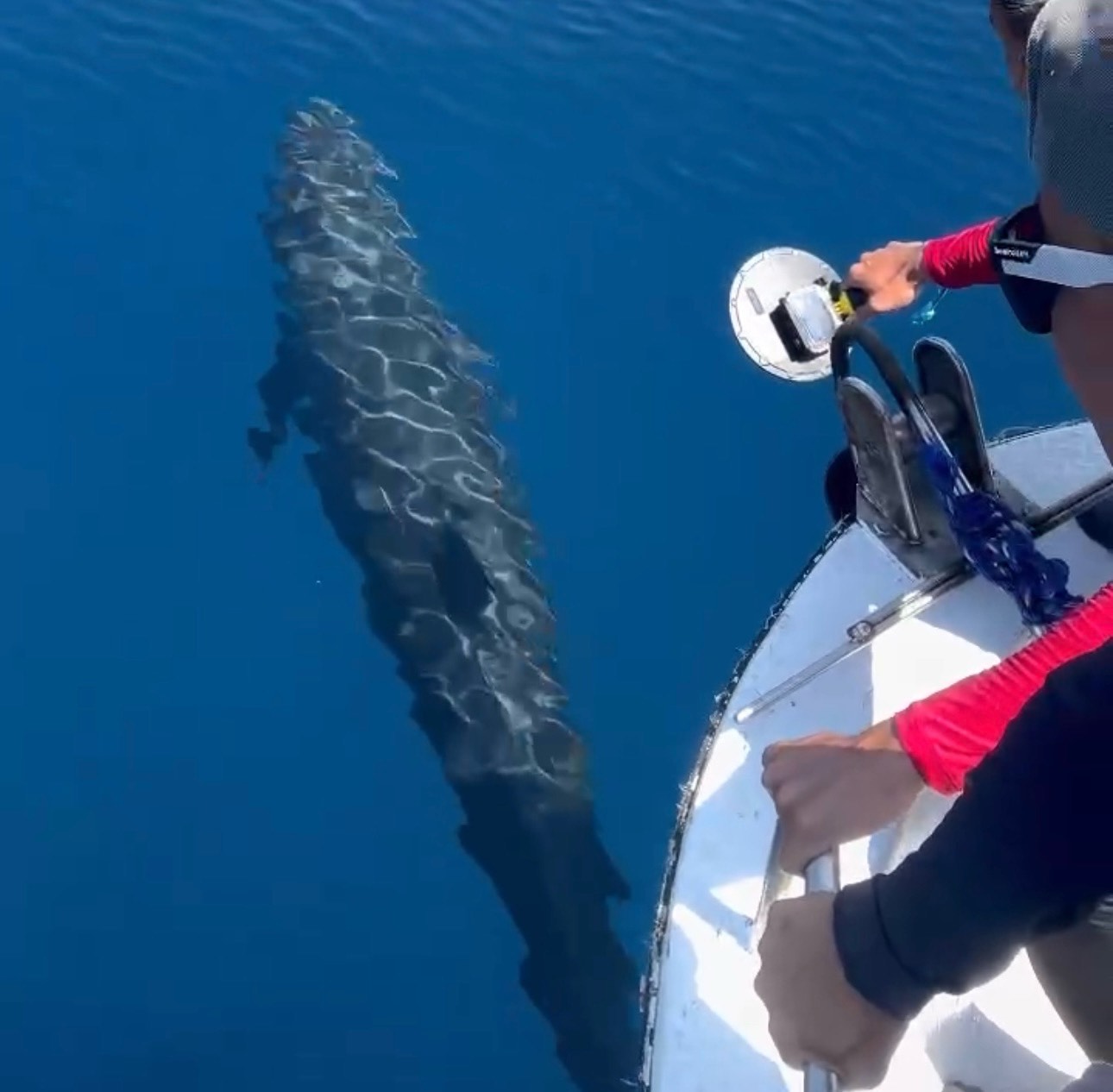 Nhóm thợ lặn ghi lại khoảnh khắc đàn cá voi. Ảnh: Phạm Duy 