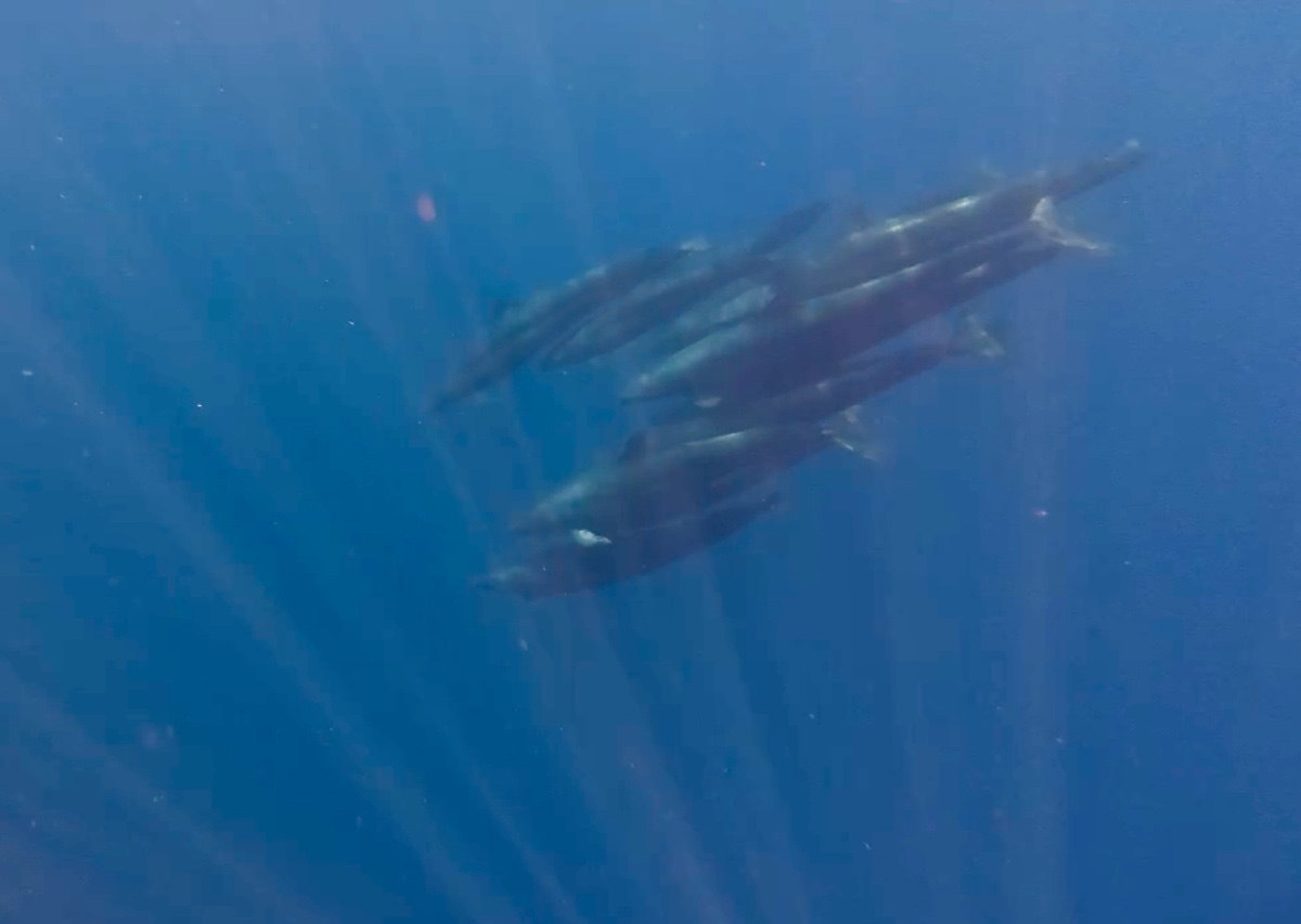 Đàn cá voi bơi dưới nước. Ảnh: Trọng Tấn