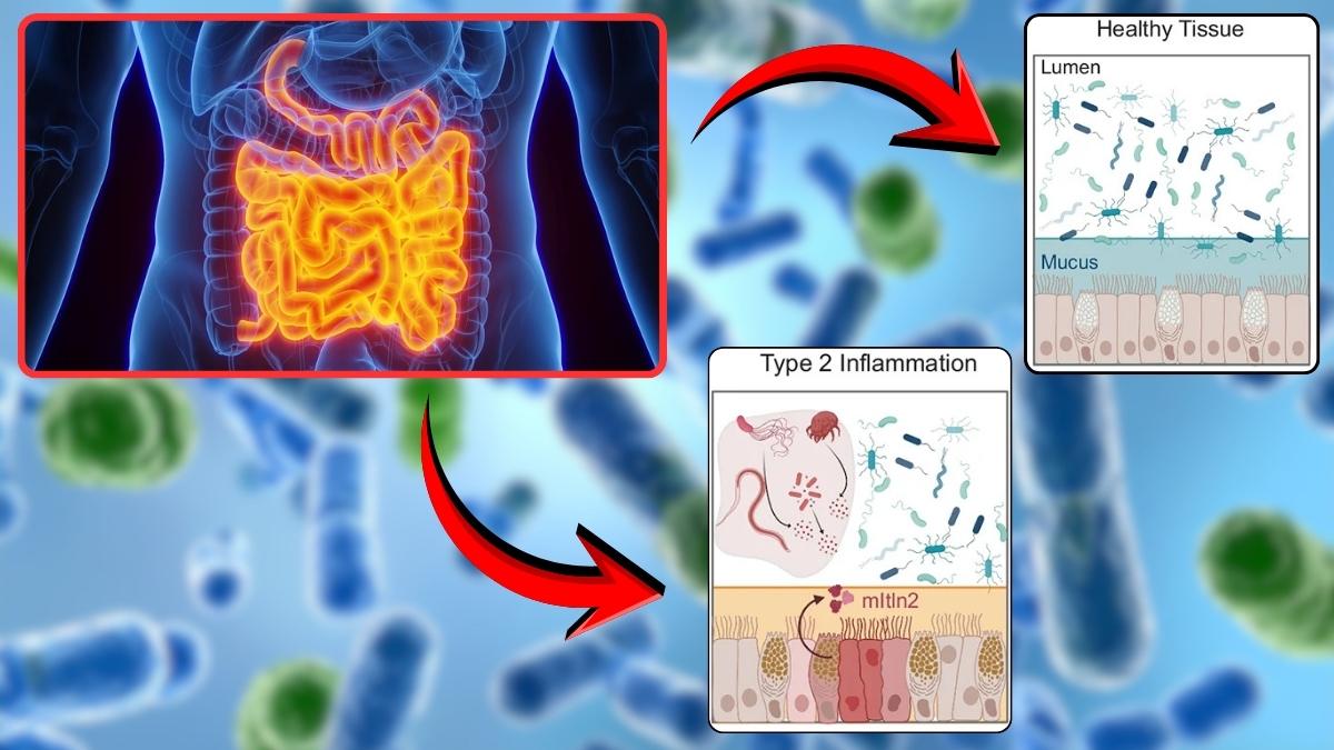 Detecting proteins in the gut that can kill dangerous bacteria