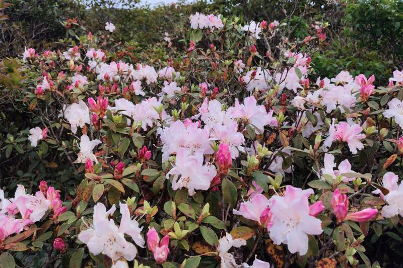 Hoa đỗ quyên đang vào mùa nở rộ trên khu vực đỉnh Pha Luông. Ảnh: A Chà