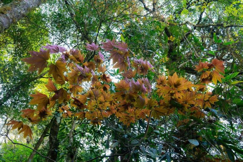 Lá phong trên cung đường leo núi Pha Luông. Ảnh: A Chà