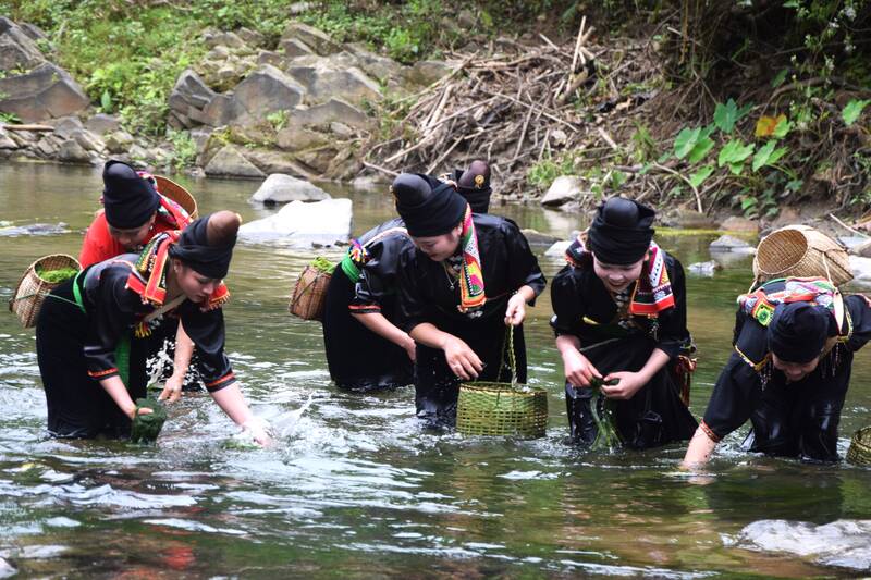 People in Pa Hop village, Chieng Lao commune (Son La) picking stream moss. Photo: Truong Son
