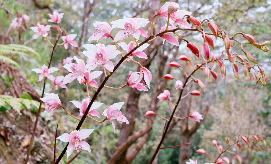 Những gam màu của hoa lan hòa quyện, tạo nên bức tranh thiên nhiên đa sắc. Ảnh: Đông Giang