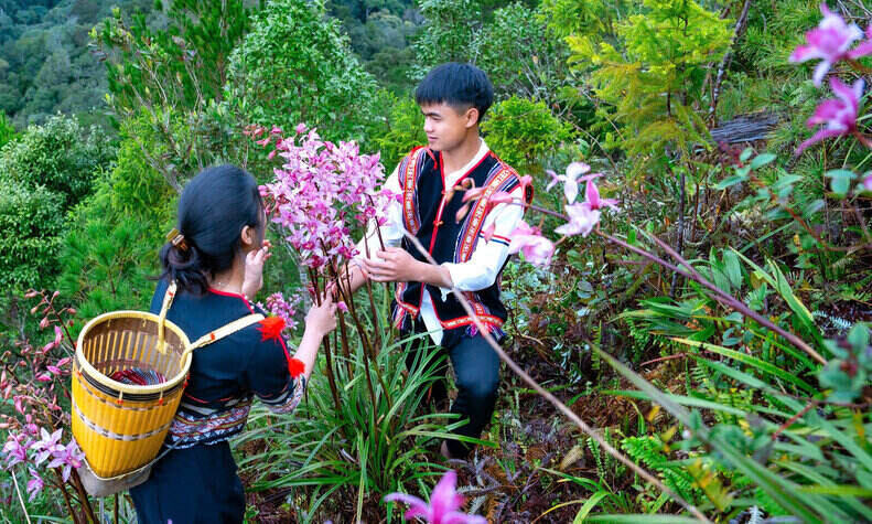Cymbidium orchids contribute to creating attraction for Vi Ro Ngheo community tourism, Mang Den commune, Quang Ngai province. Photo: Dong Giang