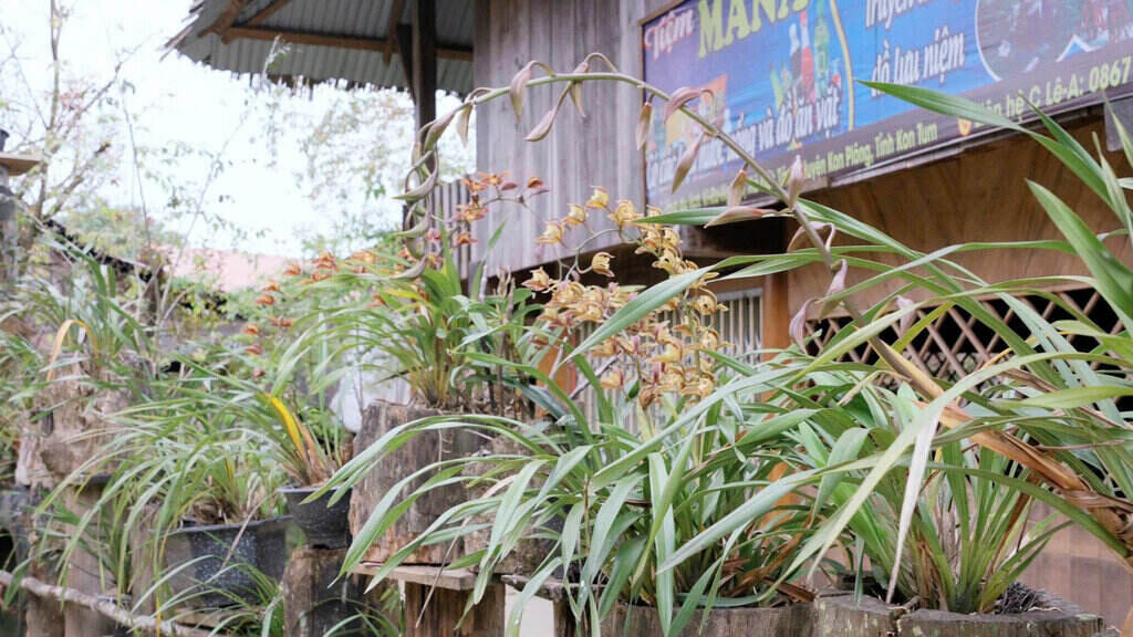 Những chậu lan được đặt khắp không gian sống, từ sân vườn đến hàng rào. Ảnh: Đông Giang