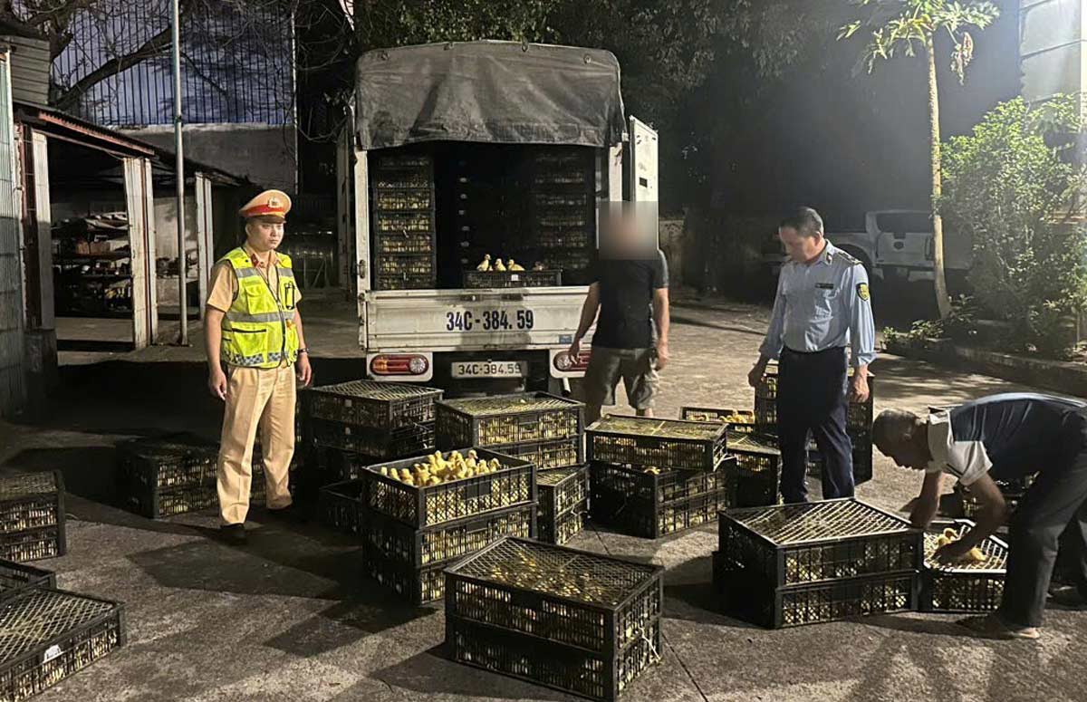 Xác minh, xử lý vụ vận chuyển hơn 13.000 con gà, vịt giống tại Quảng Ninh. Ảnh: Công an Quảng Ninh