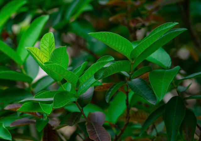 Lá ổi là một trong những loại lá hỗ trợ giảm mỡ máu tự nhiên. Ảnh: Ngọc Mai