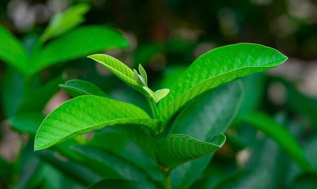 Les bienfaits inattendus des feuilles de goyavier que tout le monde ne connaît pas. Photo: Ngọc Mai