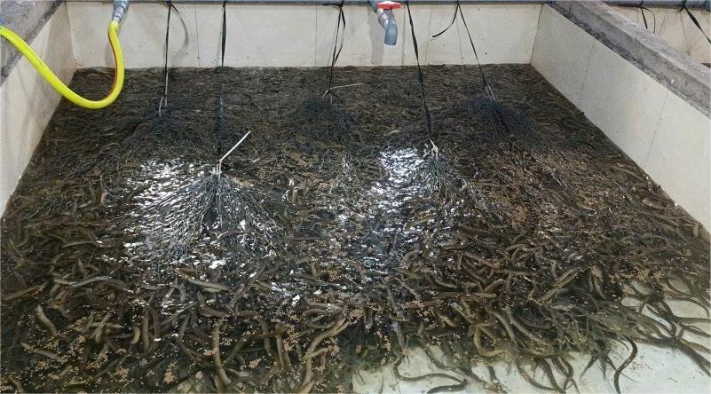 Lươn của gia đình anh Yên phát triển mạnh khỏe nhờ đảm bảo việc thay nước, môi trường sạch. Ảnh: Thanh Yên 