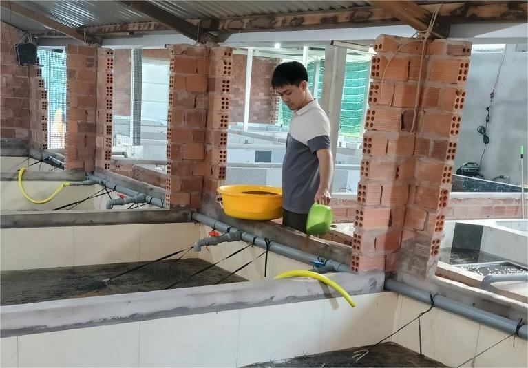 레탄옌 씨(꽝응아이성 짜까우동 호이안 1구역 거주)가 뱀장어에게 먹이를 주고 있습니다. 사진: 탄옌