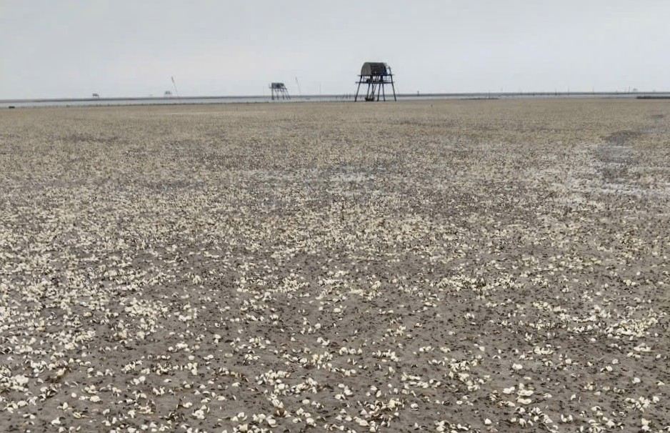Mass clam deaths in Nam Cuong commune, Hung Yen province. Photo: People provided