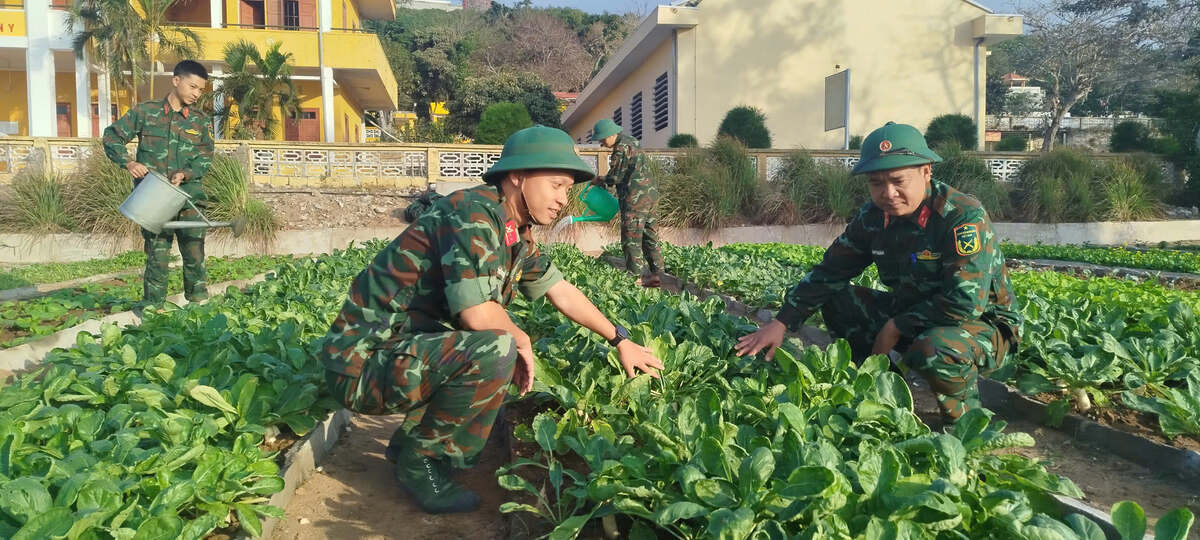 Commander of the Bach Long Vi Island Defense Battalion inspects increasing production. Photo: Xuan Nha