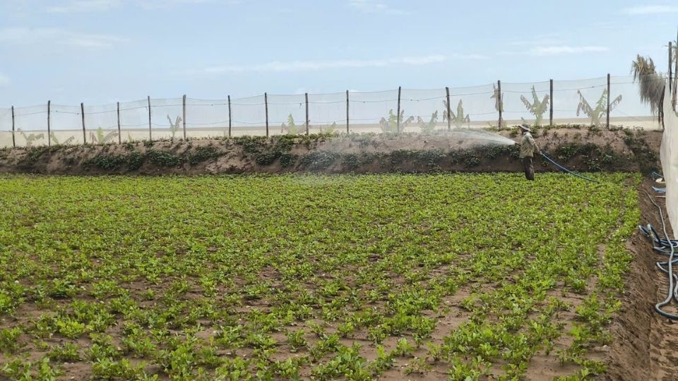 Con Nhan dyke line, 2.5 km long, helps protect coastal production land in Bao Thanh commune. Photo: Hoang Loc