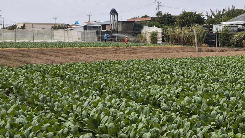 Khu vực sản xuất của người dân được bảo vệ an toàn nhờ hệ thống bờ kè Cồn Nhàn. Ảnh: Hoàng Lộc