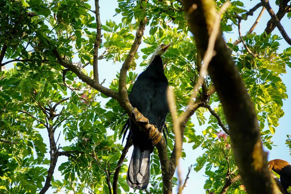 Giá trị nổi bật của chùa nằm ở khuôn viên hơn 3 ha với hàng chục nghìn cánh cò. Ảnh: Tạ Quang