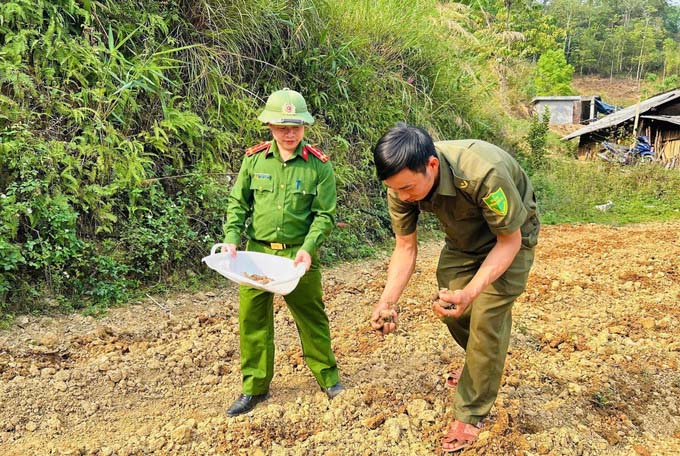 Cán bộ công an xã Cán Tỷ hướng dẫn người dân lựa chọn, xử lý giống khoai sọ trước khi xuống giống. Ảnh: Minh Tâm - Tuấn Anh/TTXVN
