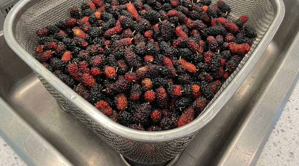 Mulberry brings many good uses to the skin. Photo: Thu Huong