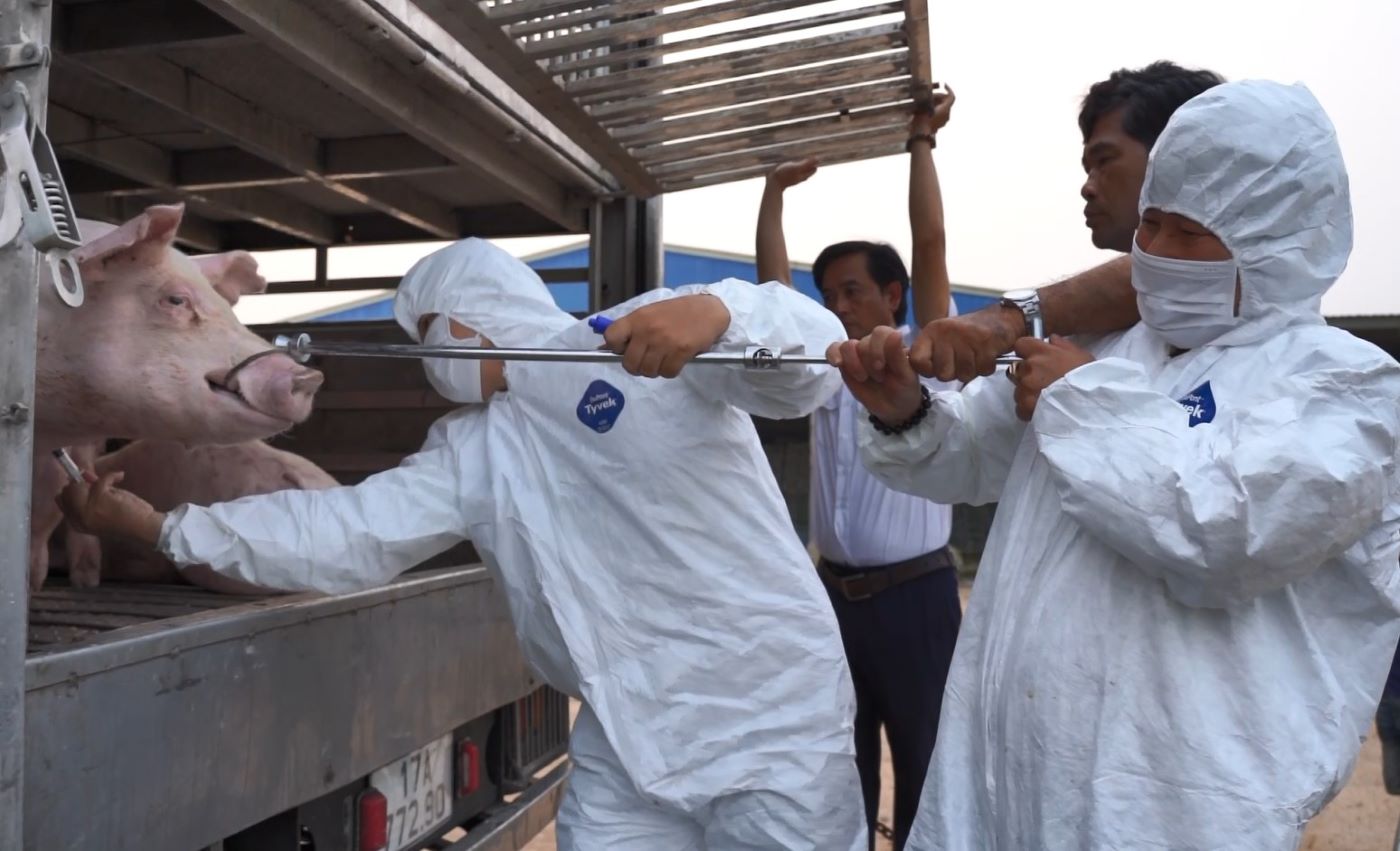 Lực lượng chức năng lấy mẫu kiểm tra, phát hiện 100 con lợn trên xe cùng bị nhiễm dịch tả lợn châu Phi. Ảnh: Hàn Nguyên