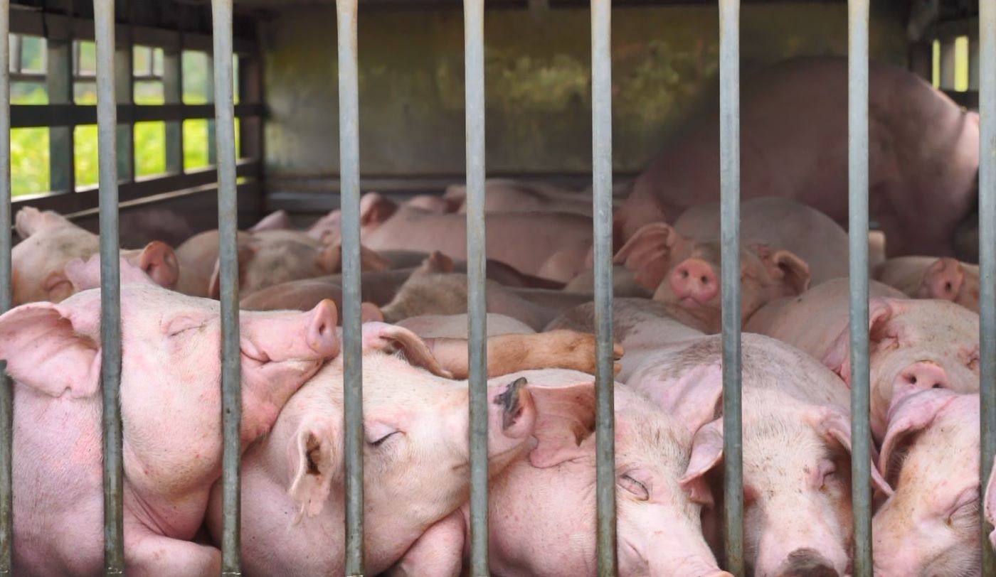 Pigs transported by drivers on trucks infected with African swine fever. Photo: Han Nguyen
