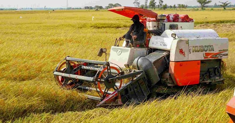 Giá gạo 6/4 biến động giữa xung đột Trung Đông