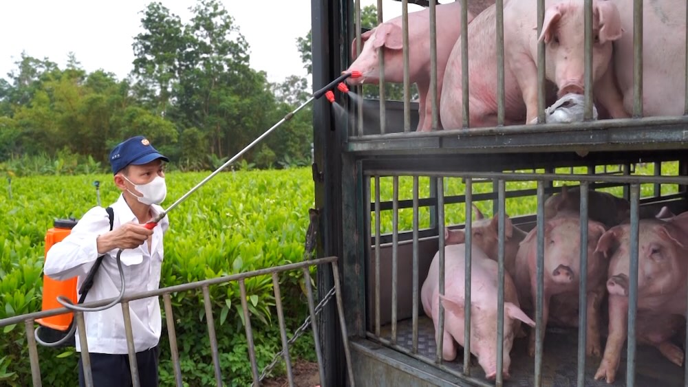 Investigating the case of 100 pigs infected with African swine fever transported through Quang Tri province. Photo: Han Nguyen