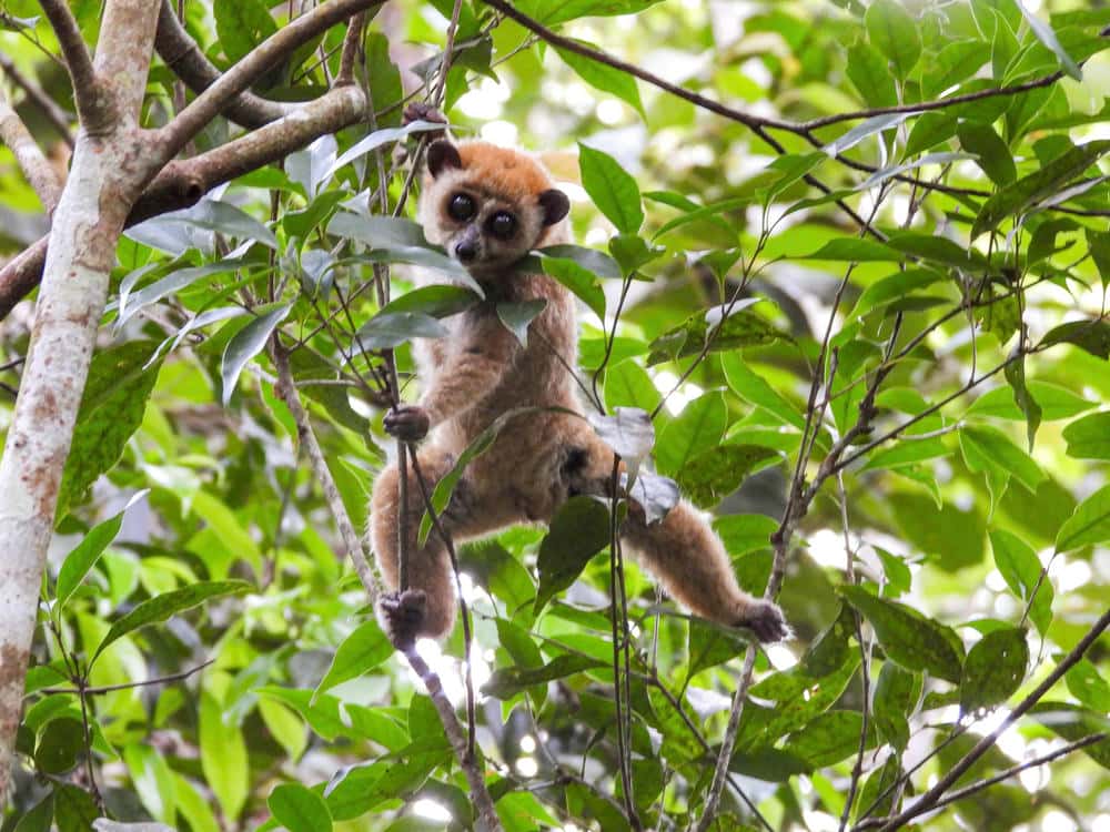 Kon Ka Kinh National Park, home to many rare and endangered animal species that need protection. Photo: Thanh Tuan
