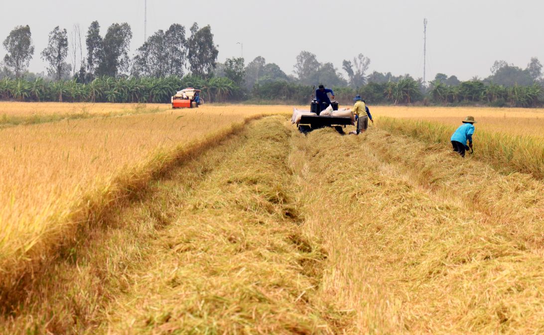 Đồng bằng sông Cửu Long đang vào cao điểm thu hoạch lúa. Ảnh: Thanh Mai