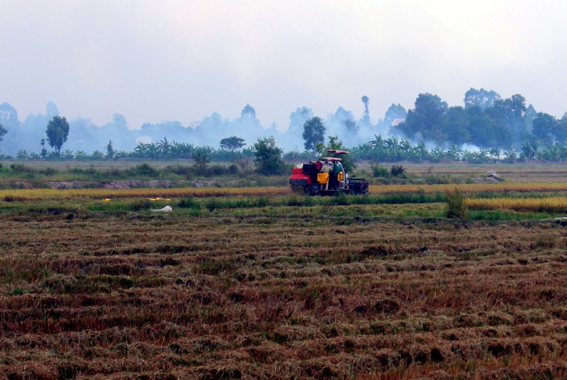 Thậm chí, việc đốt đồng còn được thực hiện đan xen quanh các thửa ruộng đang thu hoạch. Ảnh: Thanh Mai