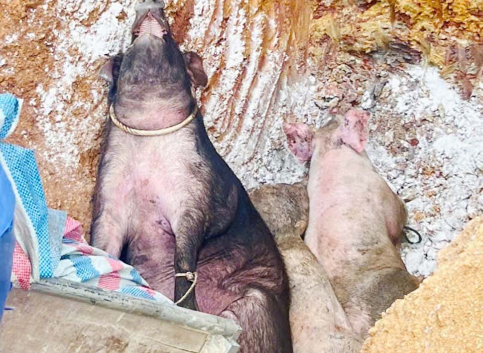 Destroying dead pigs due to African swine fever in Son Giang commune, Ha Tinh province. Photo: Bich Lien