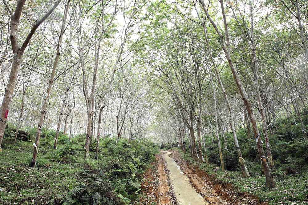 Trồng cây cao su lên đất dốc tại các xã Gia Hội, Sơn Lương, Liên Sơn tỉnh Lào Cai phủ xanh đất trống, góp phần giải quyết việc làm, nâng cao thu nhập cho người dân địa phương. Ảnh: Cổng thông tin điện tử tỉnh Lào Cai