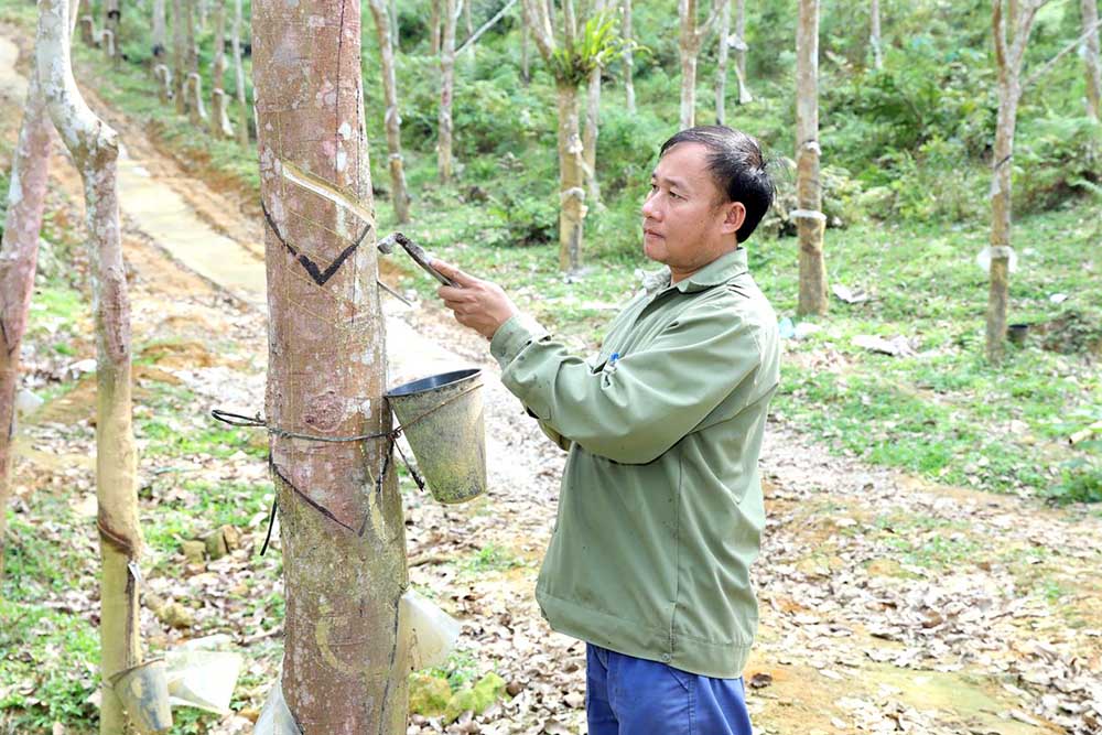 Trabajadores de Yen Bai Rubber Joint Stock Company realizando la extracción de látex. Foto: Portal de información electrónica de la provincia de Lao Cai