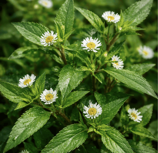 Squid grass has many nutrients that support liver detoxification. Graphic photo: Quang Minh.