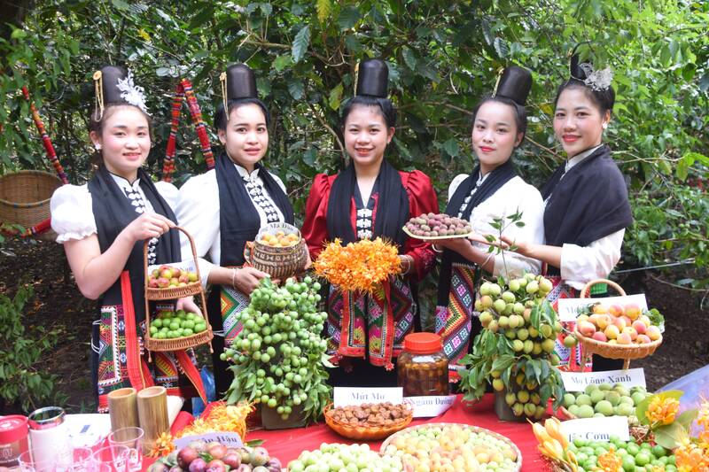 Vườn mơ bản Tòng Xét, phường Chiềng An thu hút khách trải nghiệm du lịch nông nghiệp. Ảnh: Trường Sơn