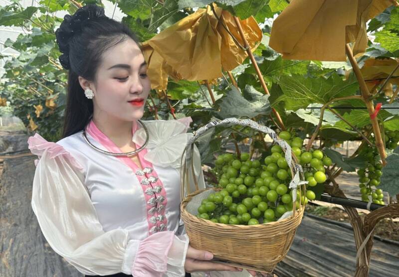 Vườn dâu tây và vườn nho ở phường Mộc Châu là điểm du lịch được nhiều du khách trải nghiệm. Ảnh: Trường Sơn