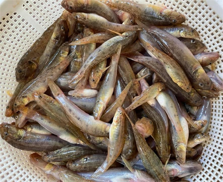 Cá bống sông Trà. Ảnh: Nguyên Khoa