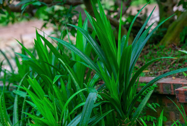 Unexpected uses from pineapple leaves that not everyone knows. Photo: Ngoc Mai