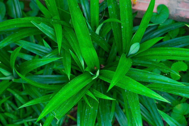 Công dụng của lá dứa có tác dụng bảo vệ hệ tim mạch. Ảnh: Ngọc Mai