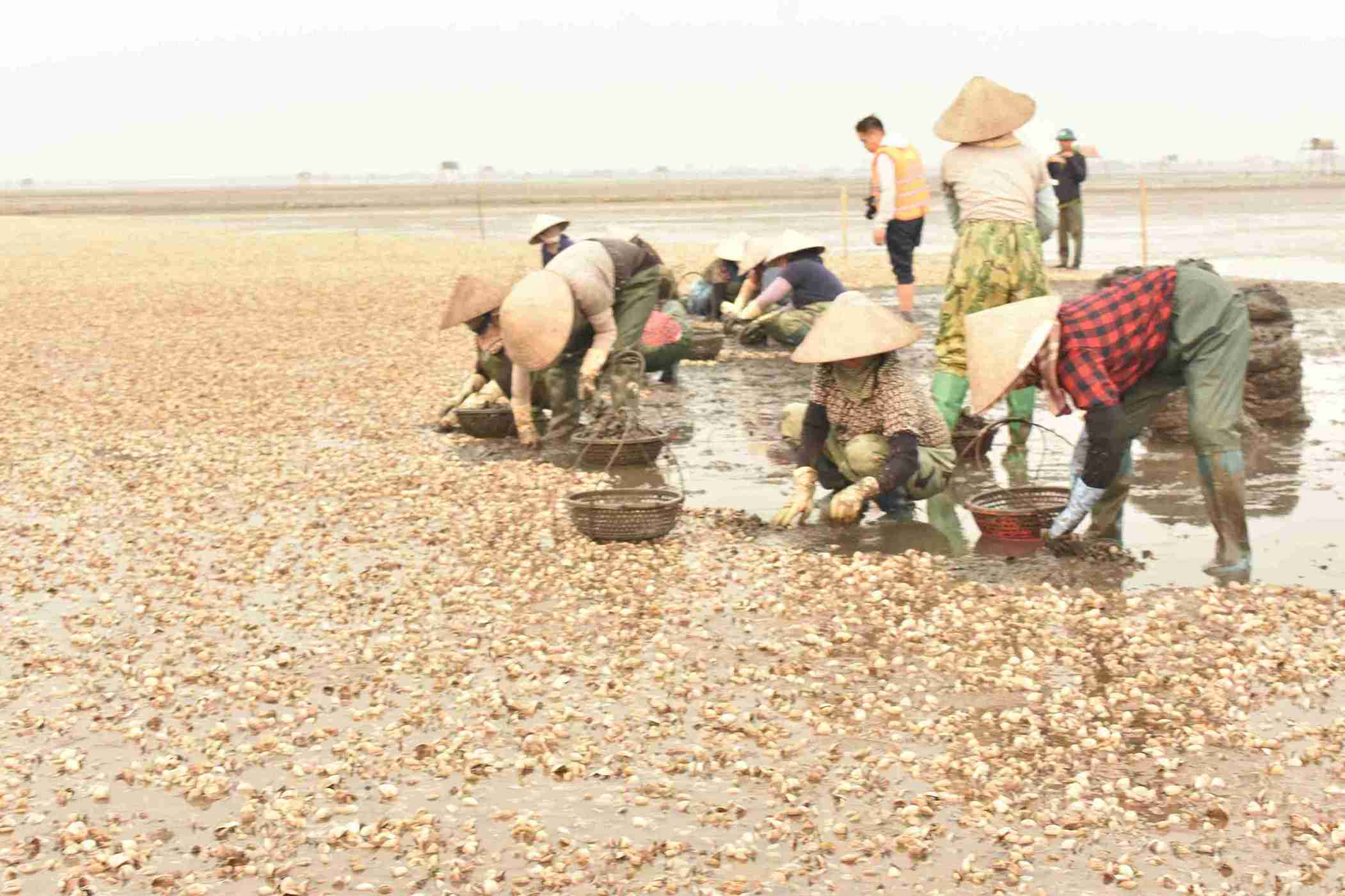 Nhiều diện tích ngao đến kỳ thu hoạch nhưng chết hàng loạt. Ảnh: Hà Hương