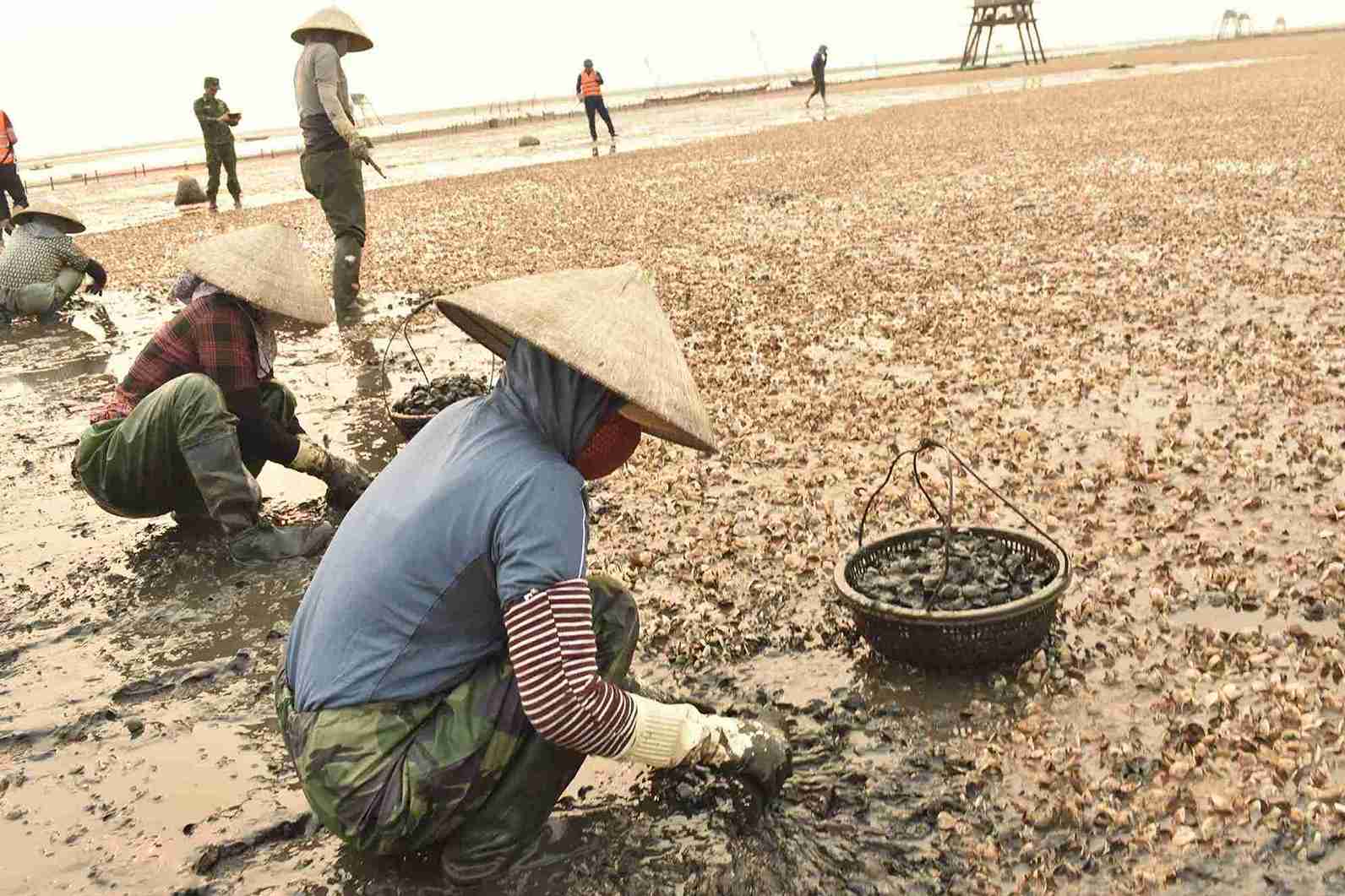 Người nuôi ngao đối mặt thiệt hại hàng tỉ đồng. Ảnh: Hà Hương